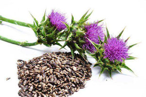 Milk thistle Extract-Herbal Vitae.jpeg