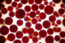 Haematococcus Pluvialis Extract-herbal vitae.jpeg