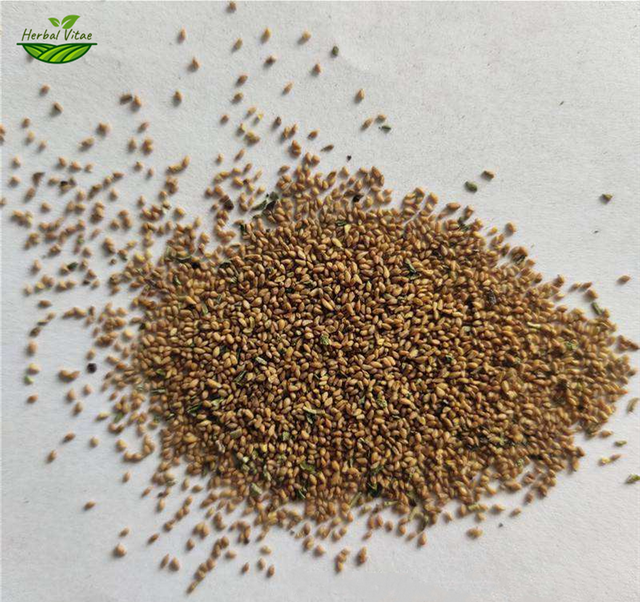 Evening Primrose Seeds