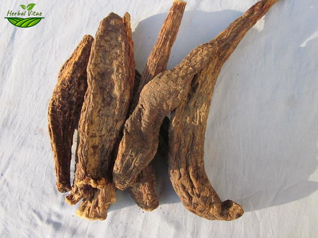 Cistanche Deserticola 