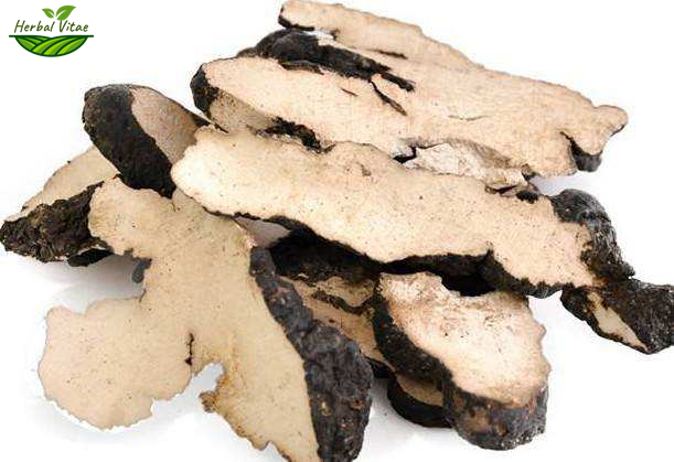 Umbrella Polypore