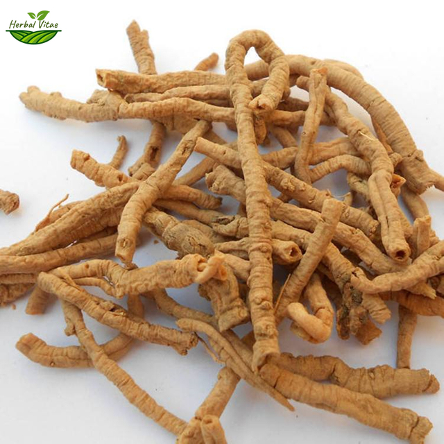 Polygala Root