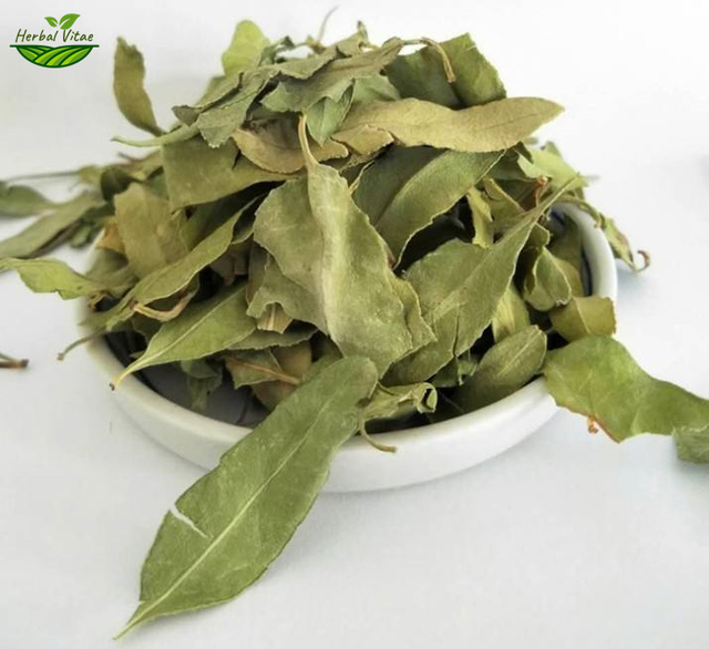 Herbal Dogbane Leaf 