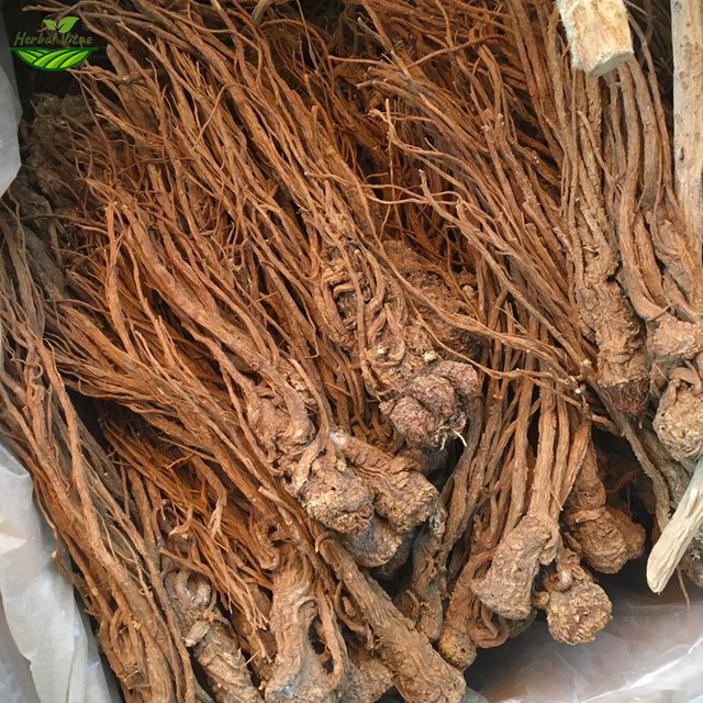 Chinese Angelica