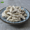Stiff Silkworm