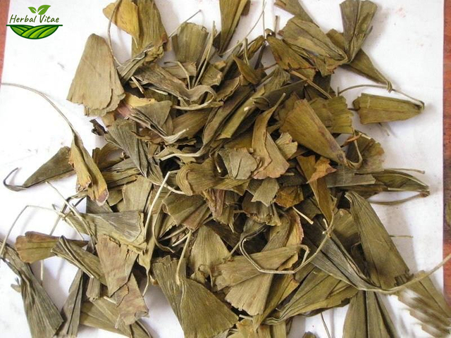 Ginkgo Leaf