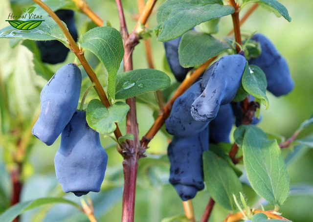 Blue Honeysuckle