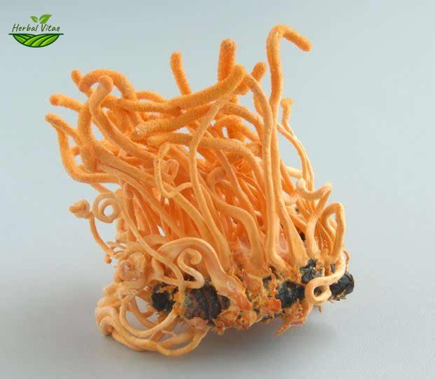虫草菌丝