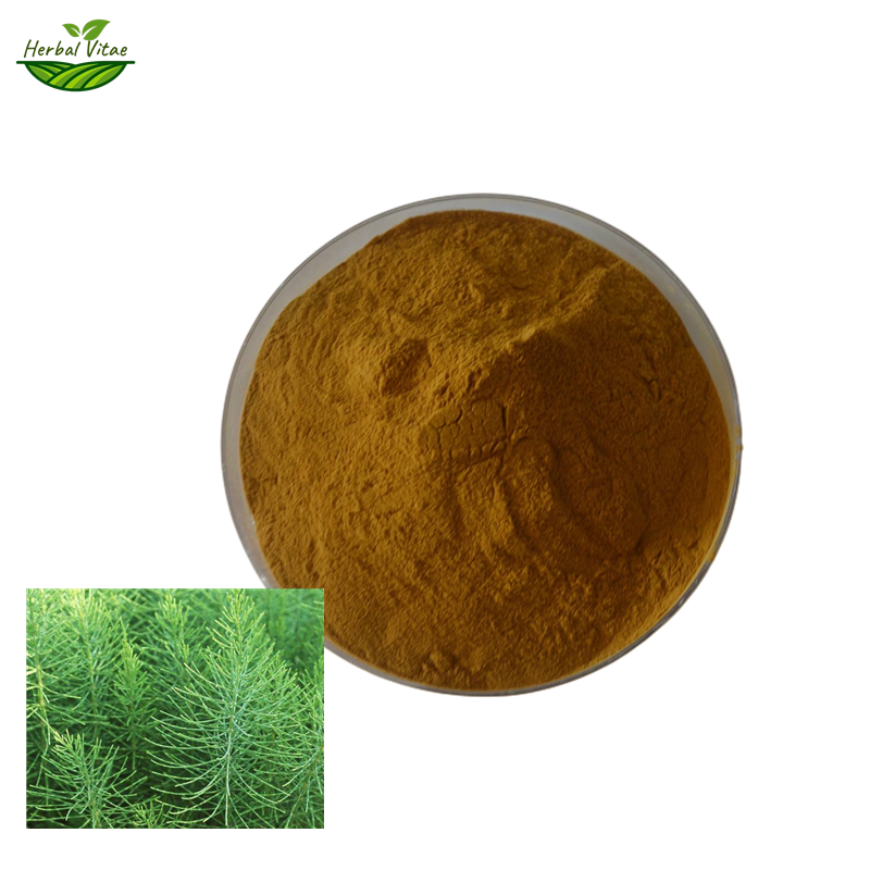 Field Horsetail Extract Powder