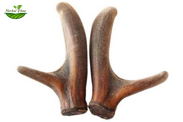 Deer Antler