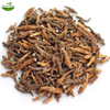 Irkutsk Anemone Rhizome