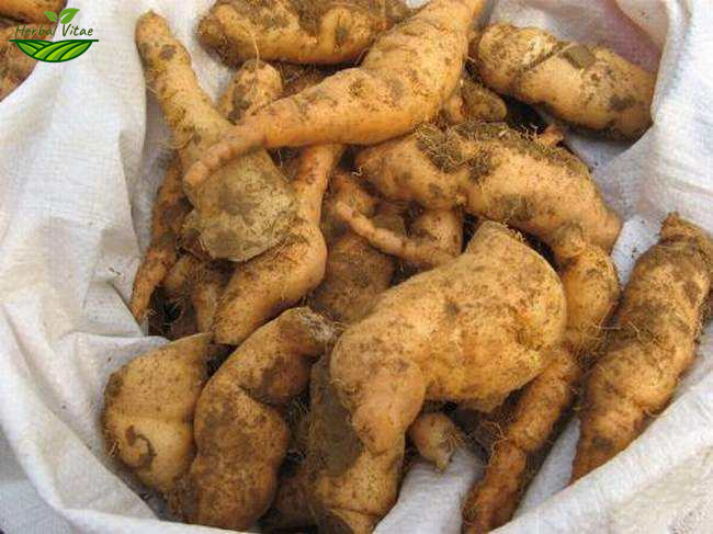 Rehmannia Root